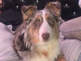Australian Shepherd – Australian Shepherd for Sale – Granite Falls