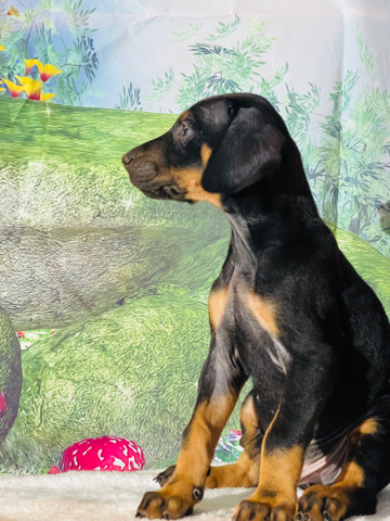 Doberman Pinscher – Doberman puppies