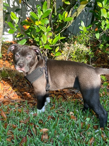 American Pit Bull Terrier – Lab pit mix puppy