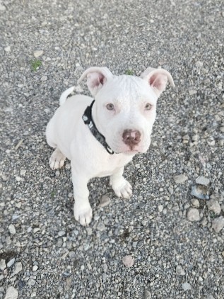 American Pit Bull Terrier – How much is that puppy in the window?
