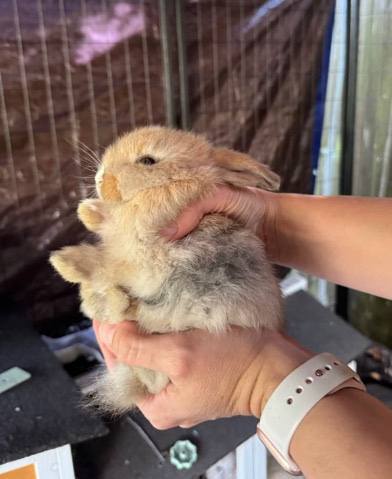 Holland Lop – Holland Lop Bunnies