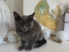 Siamese – cat – Meridian