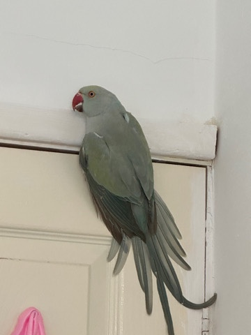 Indian Ringneck Parakeet – Indian ring neck