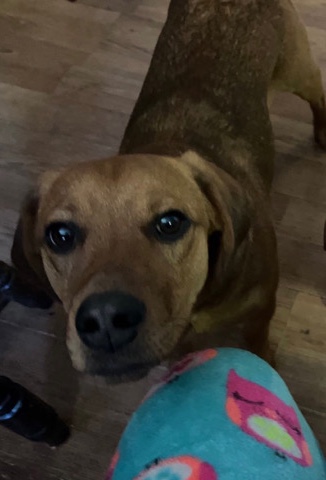 Rehoming Peanut