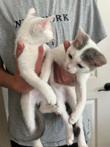 Siamese – cats