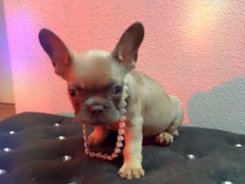 French Bulldog - frenchie pup looking for loving home  available for adoption in Las Vegas