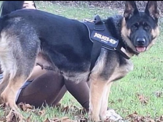 German Shepherd – female germanshepherd for rehoming – Chester