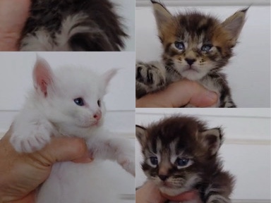 Maine Coon – Russian Maincoons ( pure bred with papers) – St. Augustine