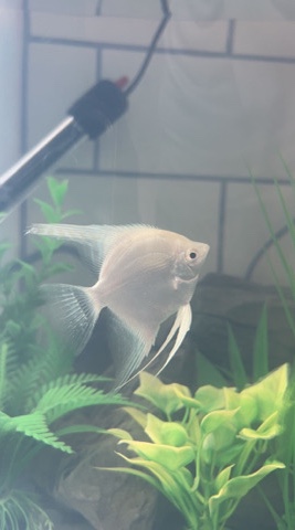 Angelfish – Angel Fish For Sale!