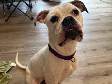Boxer – Rehoming Boxer – Denton