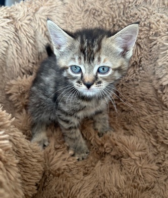 Maine Coon – 7 kittens for sale