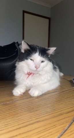 Selling 2 male cats