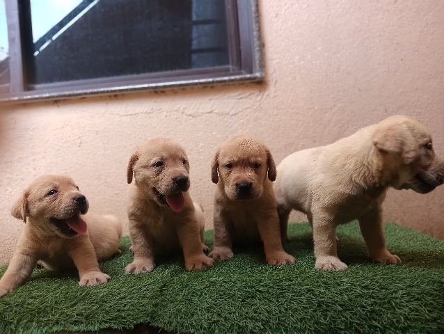 Labrador Retriever - lab puppy show line puppy available male selling  available for adoption in Vijayapura