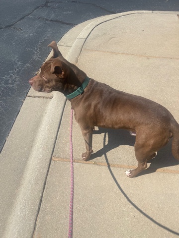 American Pit Bull Terrier – Rednose Pitbull Pup