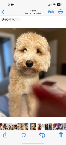 Golden Retriever – Double Doodle needs loving home