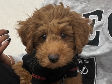 Home for Biscuit (Minature Poodle)