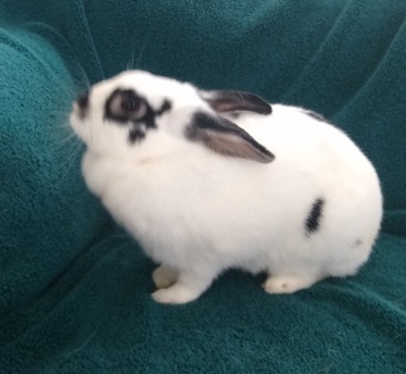 Lionhead – 2 bunnies and cage $125