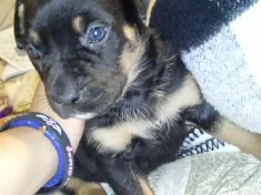 Rottweiler – puppies for sell/ rehoming fee – Horse Cave