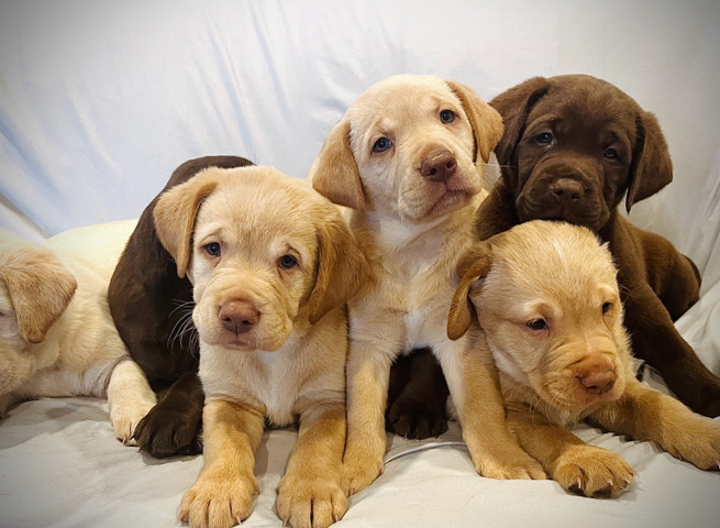 labrador