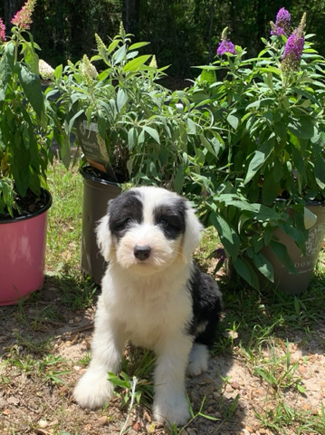 Sweet Old English Puppies 