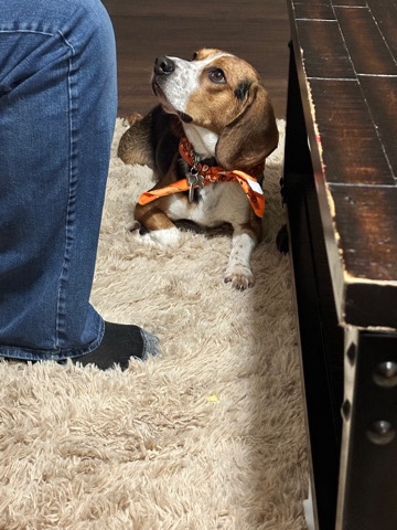 Beagle – Rehoming Cooper