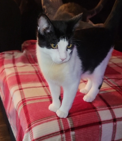 Russian White, Black and Tabby – Cat needs new Home