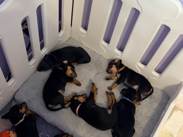Miniature Pinscher – Adorable Miniature Pinscher Puppies for Sale – Los Angeles – Los Angeles