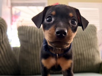 Miniature Pinscher – 🐾 Puppies Looking for Their Forever Homes! 🐾 – Los Angeles
