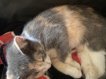 FREE KITTEN – Los Angeles