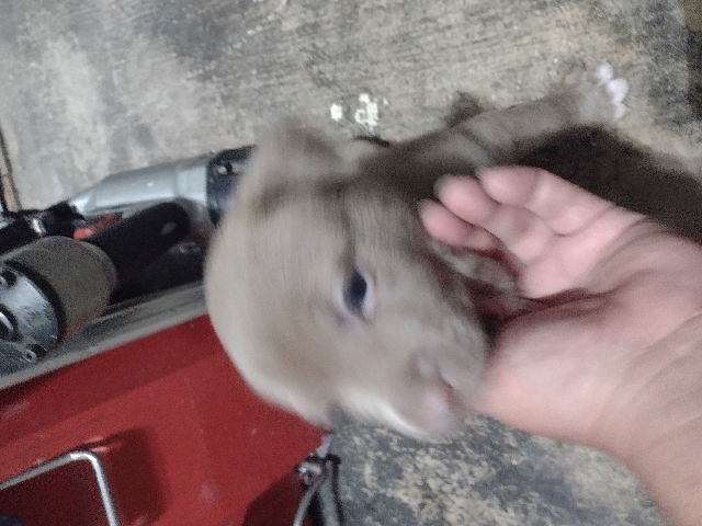 rehoming full blooded pitbull pups