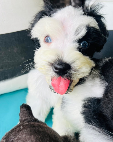Miniature Schnauzer – Mini Schnauzer Girl