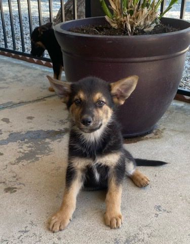 German Shepherd – German shepherd/Lab Mix