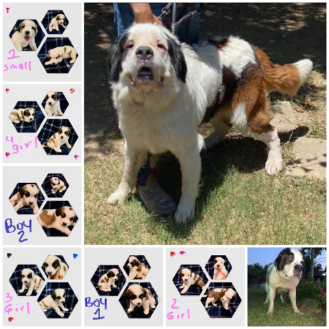 St. Bernard – saint Bernard