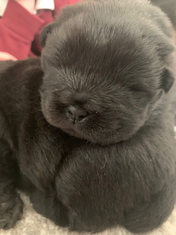 Chow Chow – chow chow pups 2 black girl and boy remaining ❤️🥰😍