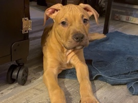 3 month cane corso x terrier (boy)