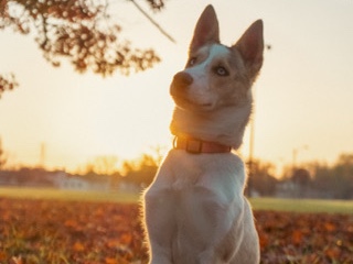 Siberian Husky – Full breed Siberian Husky – Country Club Hills