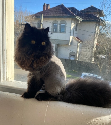 Persian (Traditional) – pet grooming