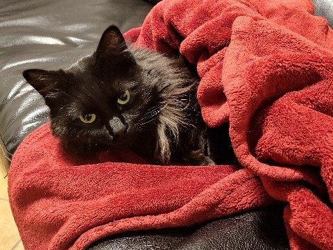 American Shorthair – Looking to rehome 2 cats that grew up together – Tacoma