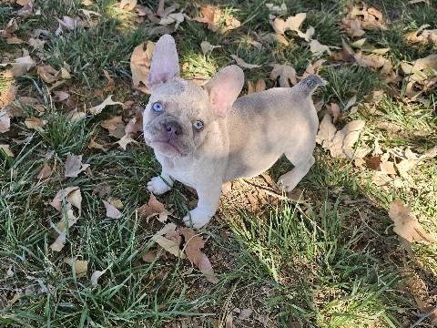 French Bulldog - French bulldog puppy available for adoption in Los Angeles