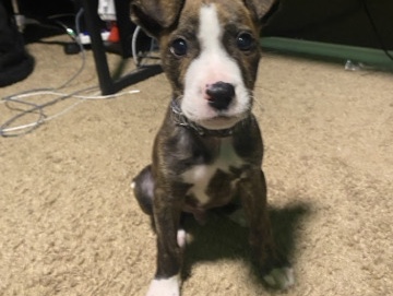 American Pit Bull Terrier – American pitbull terrier lab mix – San Antonio