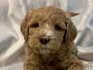 Goldendoodle – GoldenDoodle – Lytle