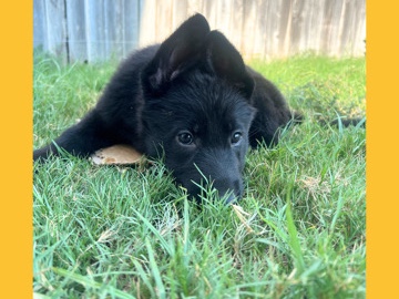 German Shepherd - All Black German Shepherd Puppies available for adoption in San Antonio