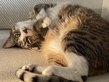 Distinguished Gentleman – Oakland