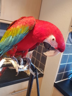 Greenwinged Macaw parrot