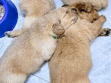 CKC Golden Retriever Puppies – Free Delivery in Florida