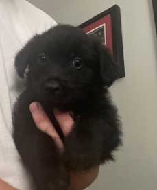 German Shepherd – German Shepard poodle