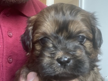 Shih Poo - shihpoo puppy  available for adoption in Loughborough