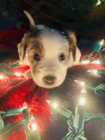 Australian Shepherd – Two Texas Heeler Puppies Still Available
