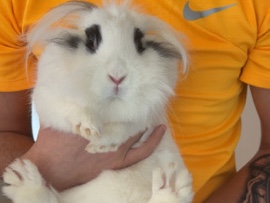 kanin halv miniloop halv løvehovede