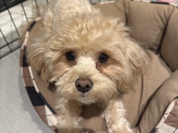 Maltipoo - maltipoo female really cute available for adoption in Dubai